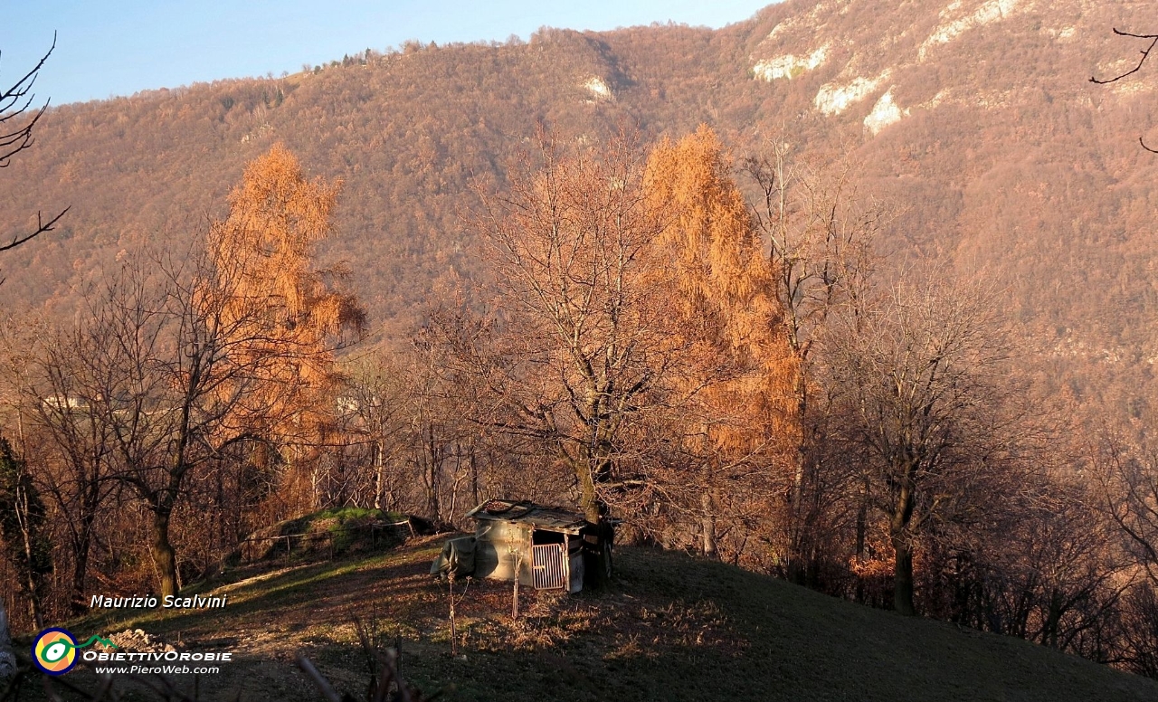 68 Il pomeriggio avanza sui larici, le luci si affievoliscono....JPG